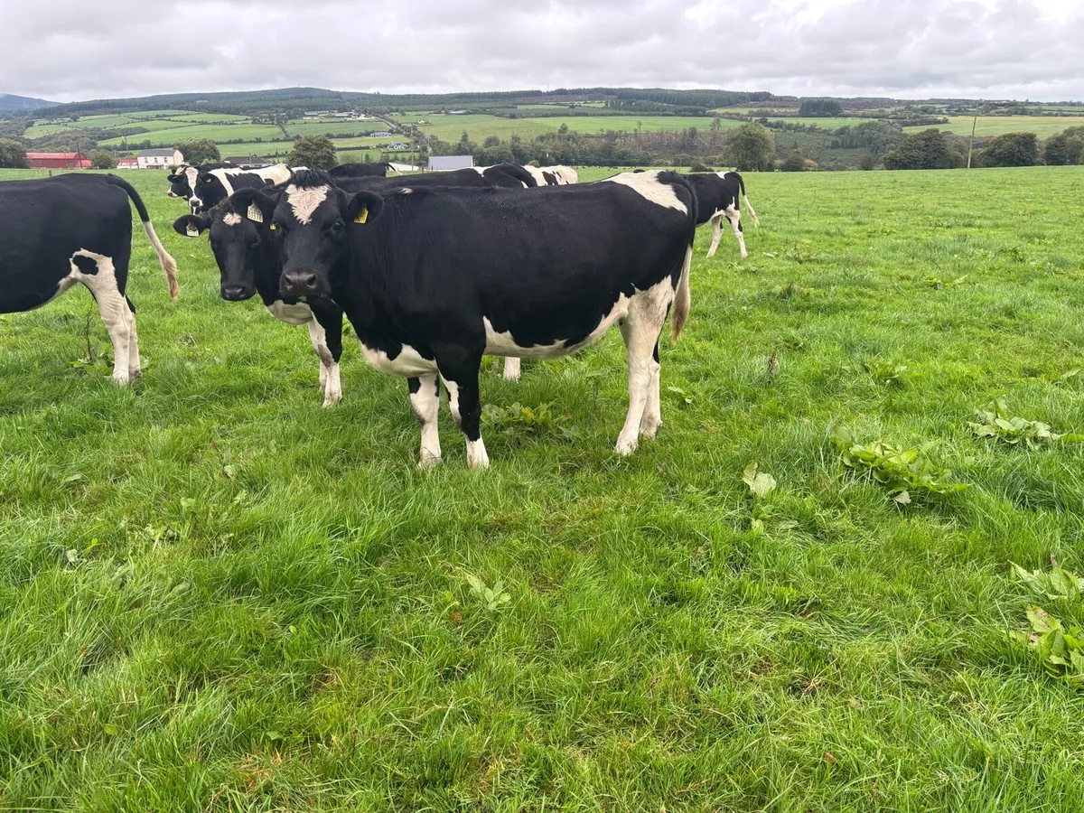 50 Friesian heifers for sale - Image 3
