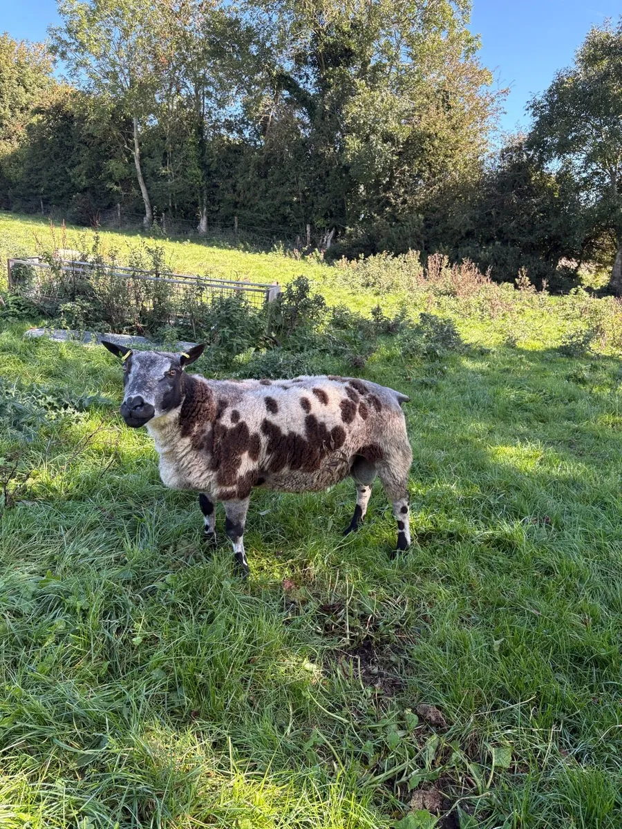 Dutch spotted hogget ram - Image 1
