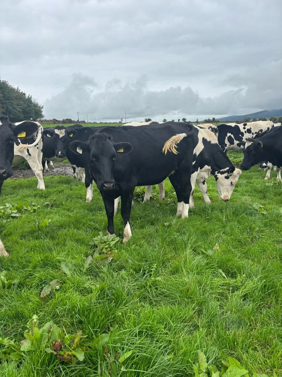 50 Friesian heifers for sale - Image 2