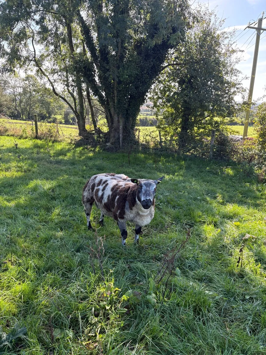 Dutch spotted hogget ram - Image 3