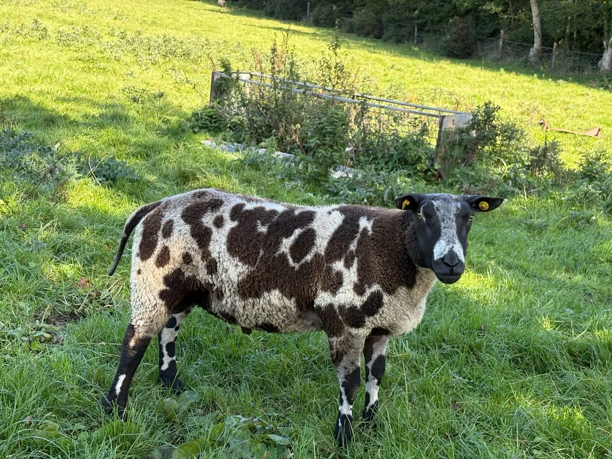 Dutch spotted hogget ram - Image 4