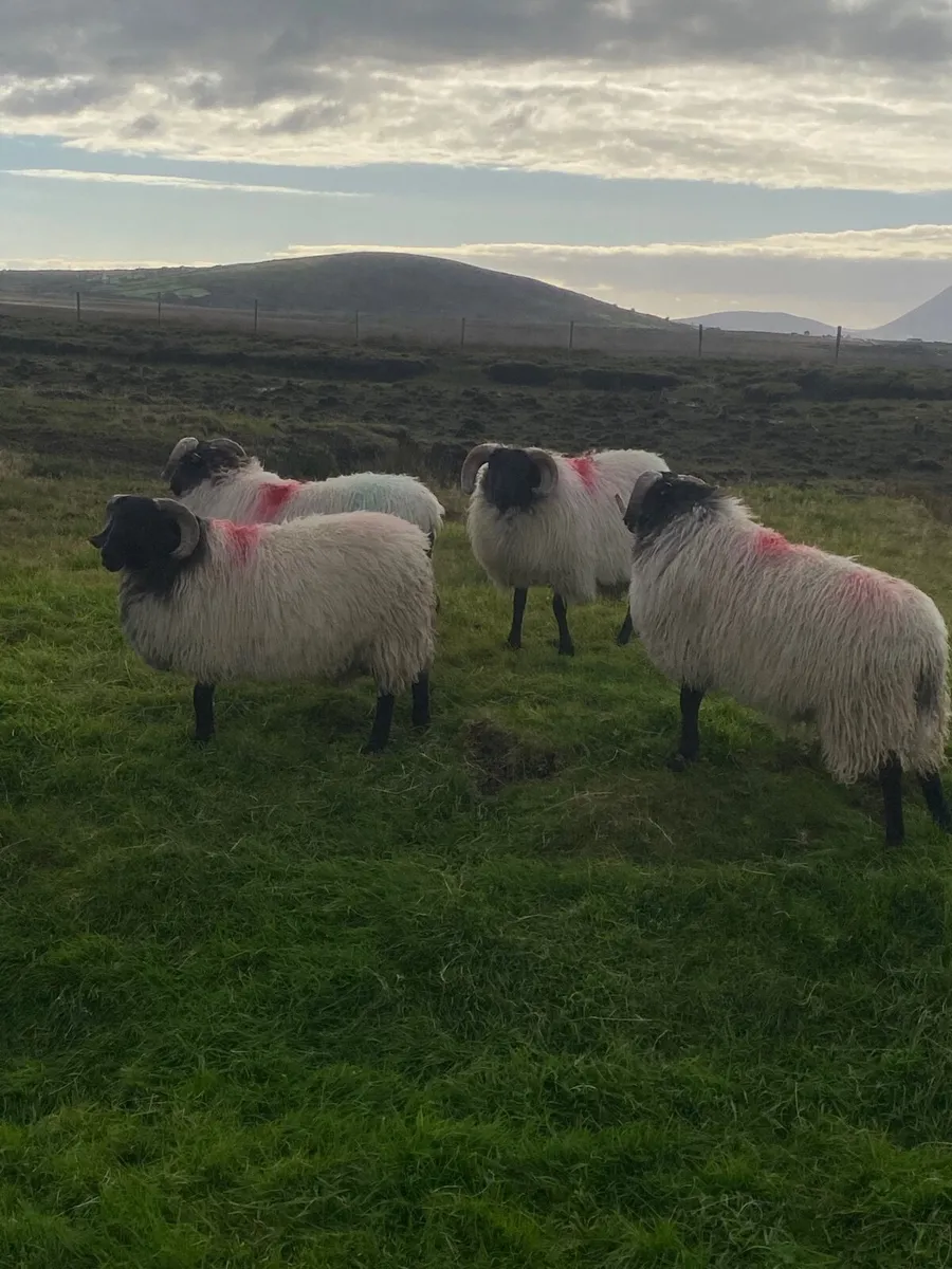 Ram lambs - Image 1