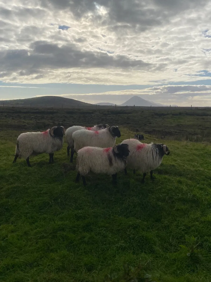 Ram lambs - Image 3