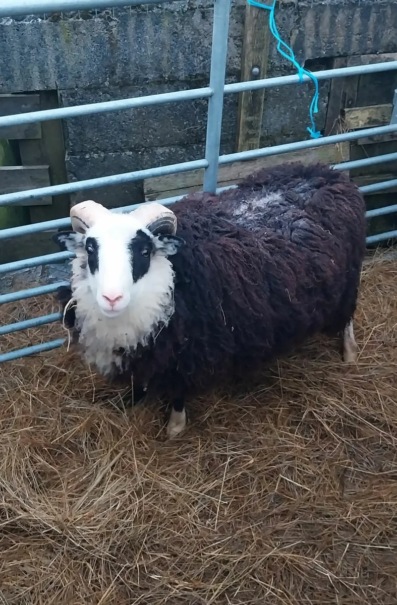 Shetland Ram Wanted