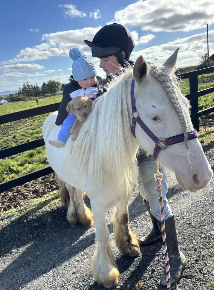 Begginers pony - Image 1