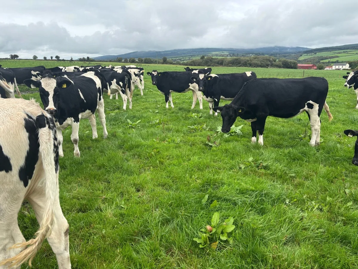 50 Friesian heifers for sale - Image 1