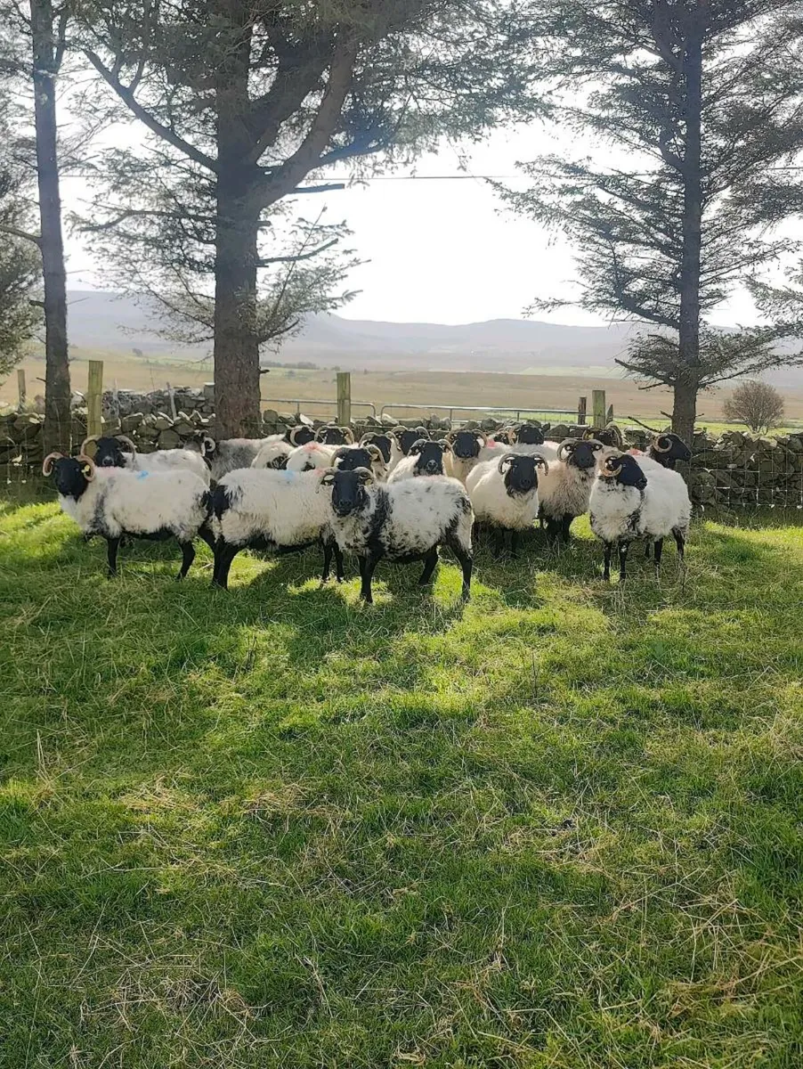 Mayo black faced ewes - Image 1