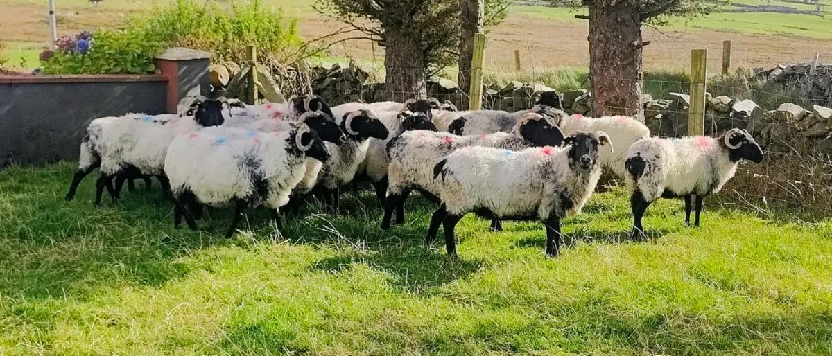 Mayo black faced ewes - Image 3