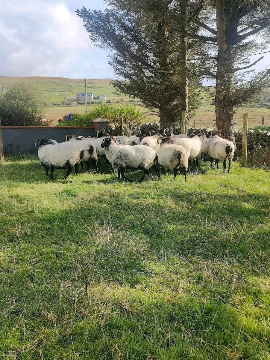 Mayo black faced ewes - Image 4