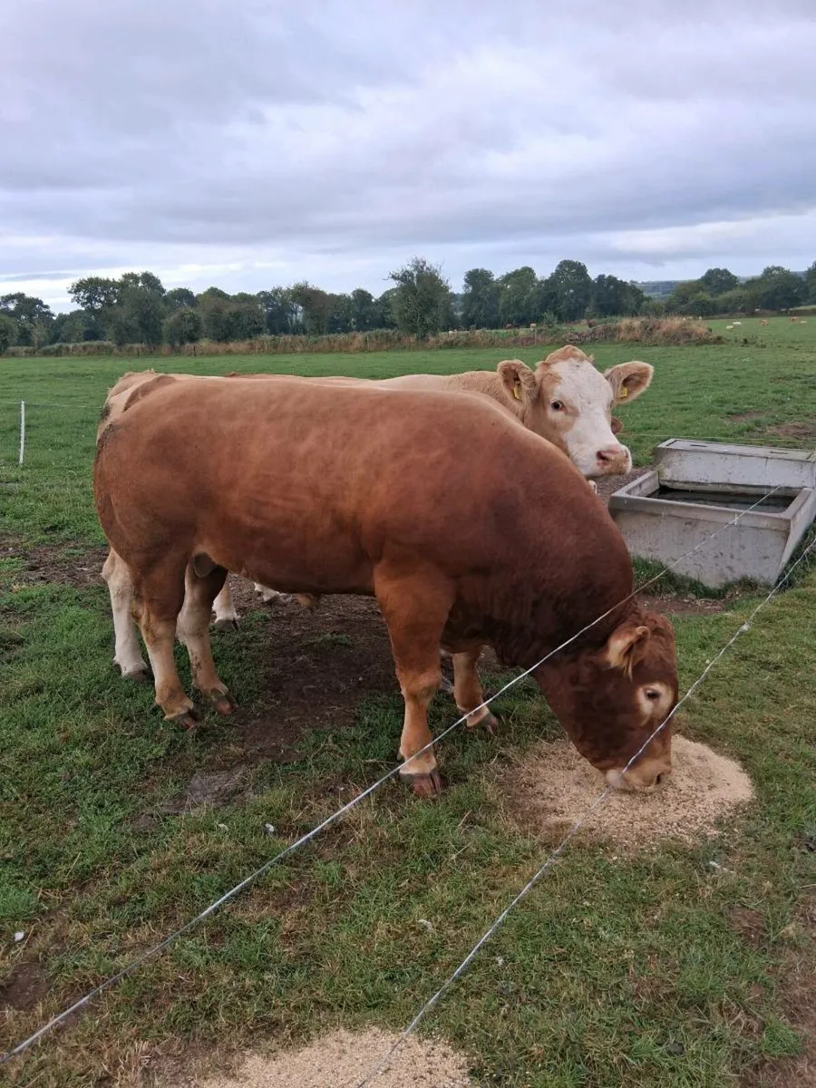 Macroom Mart weanling show and sale Sat 27th - Image 1