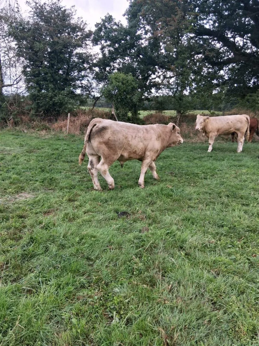 Macroom Mart weanling show and sale Sat 27th - Image 2
