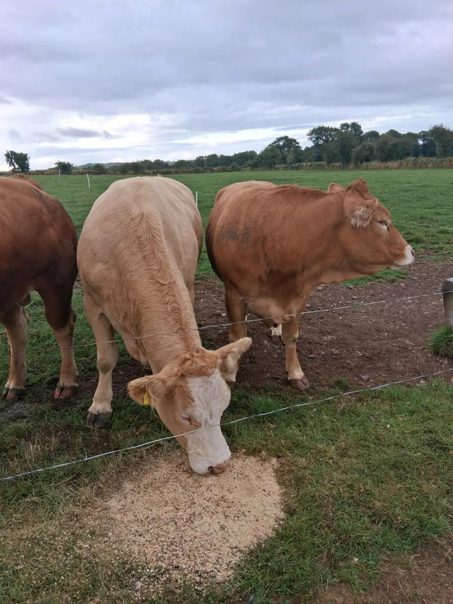 Macroom Mart weanling show and sale Sat 27th - Image 4