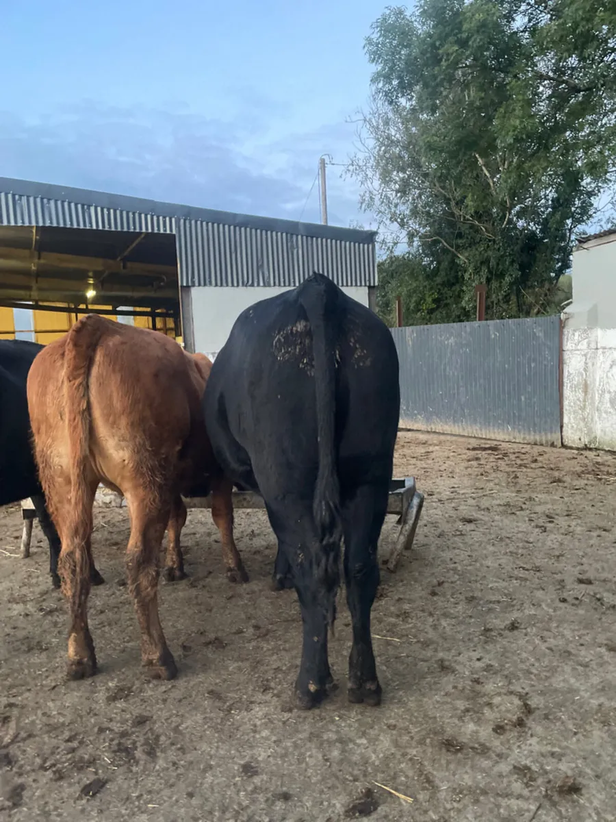5 star heifers - Image 2