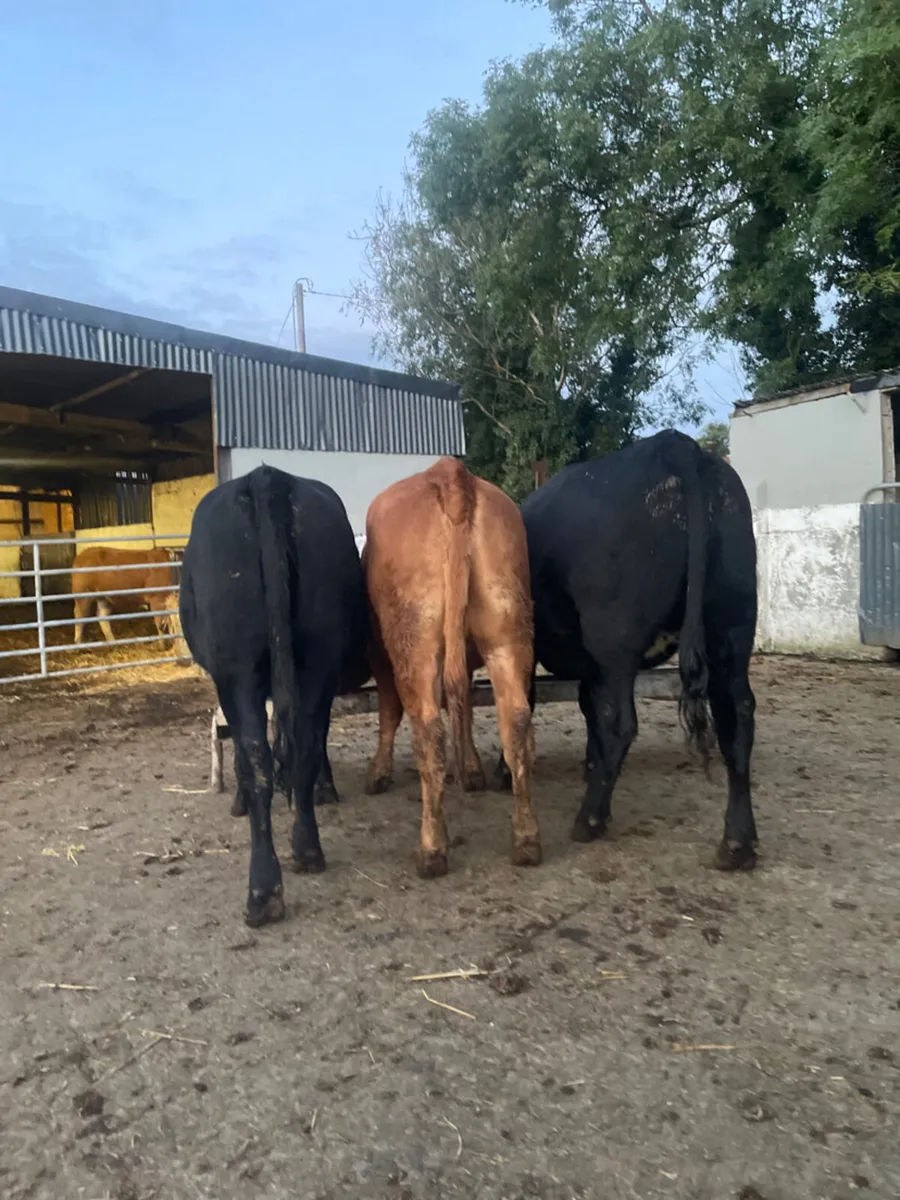 5 star heifers - Image 3