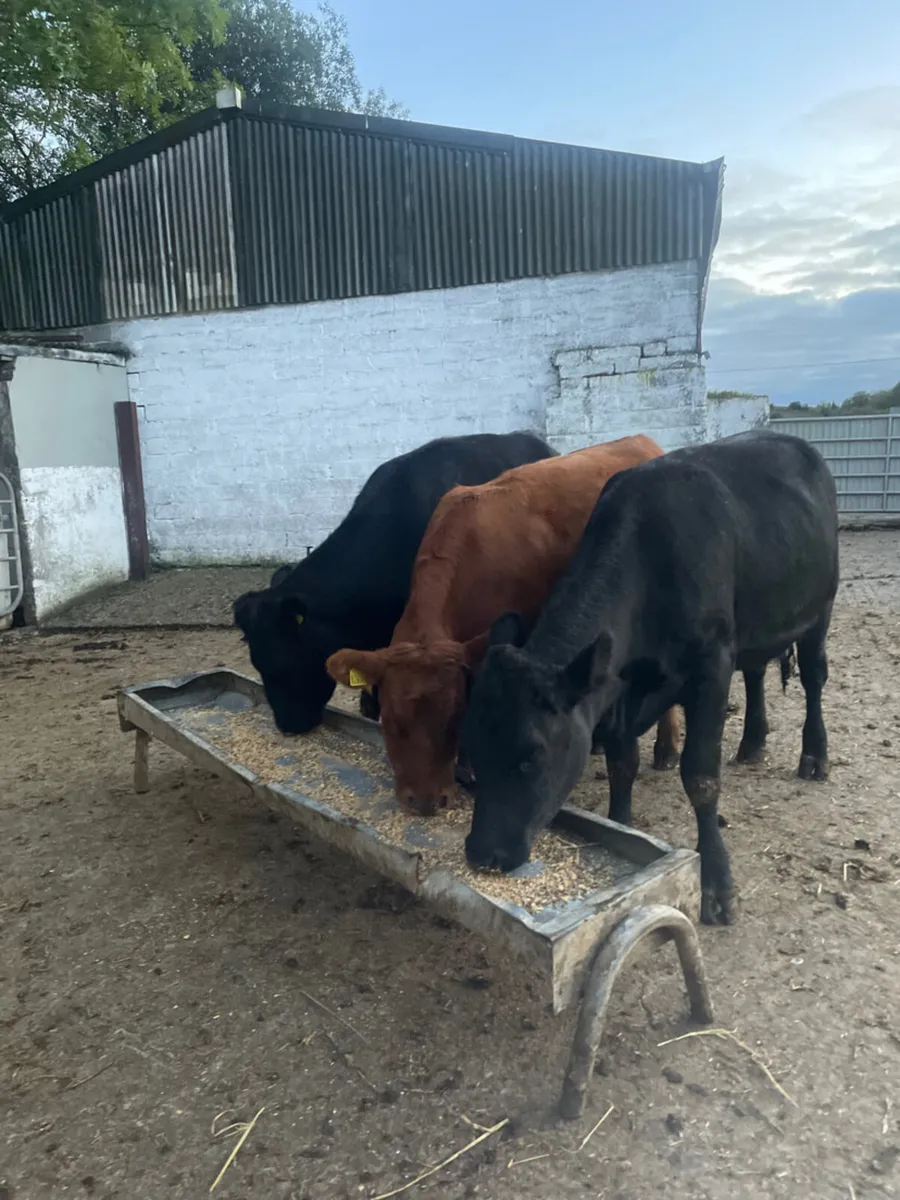 5 star heifers - Image 4