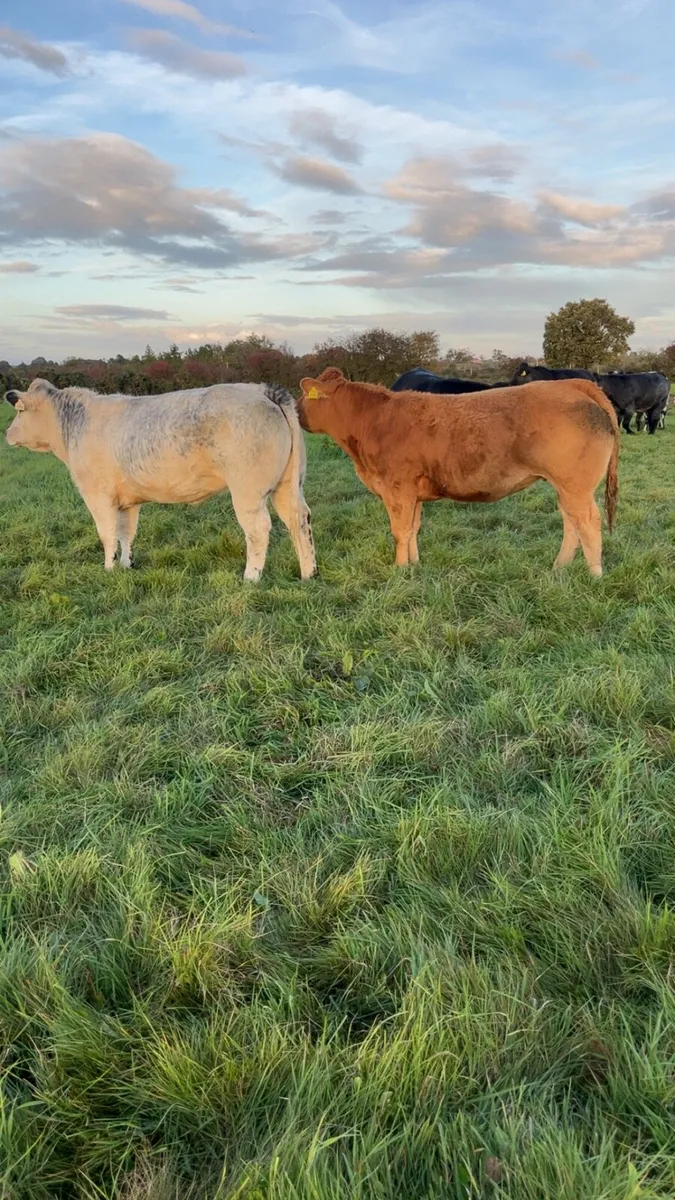 Breeding heifers - Image 1