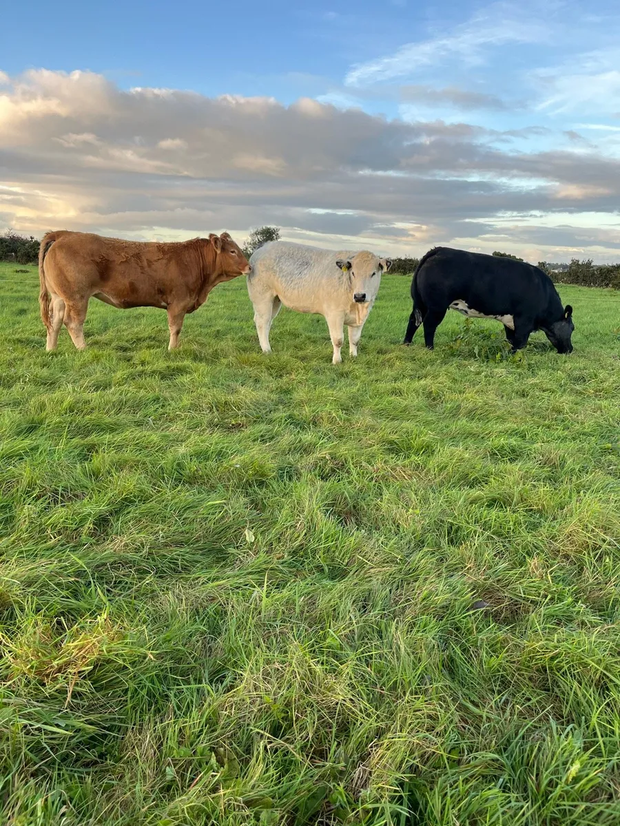 Breeding heifers - Image 2