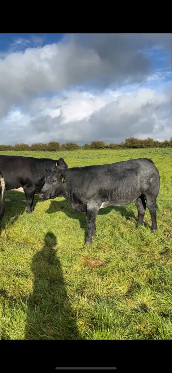 Breeding heifers - Image 4