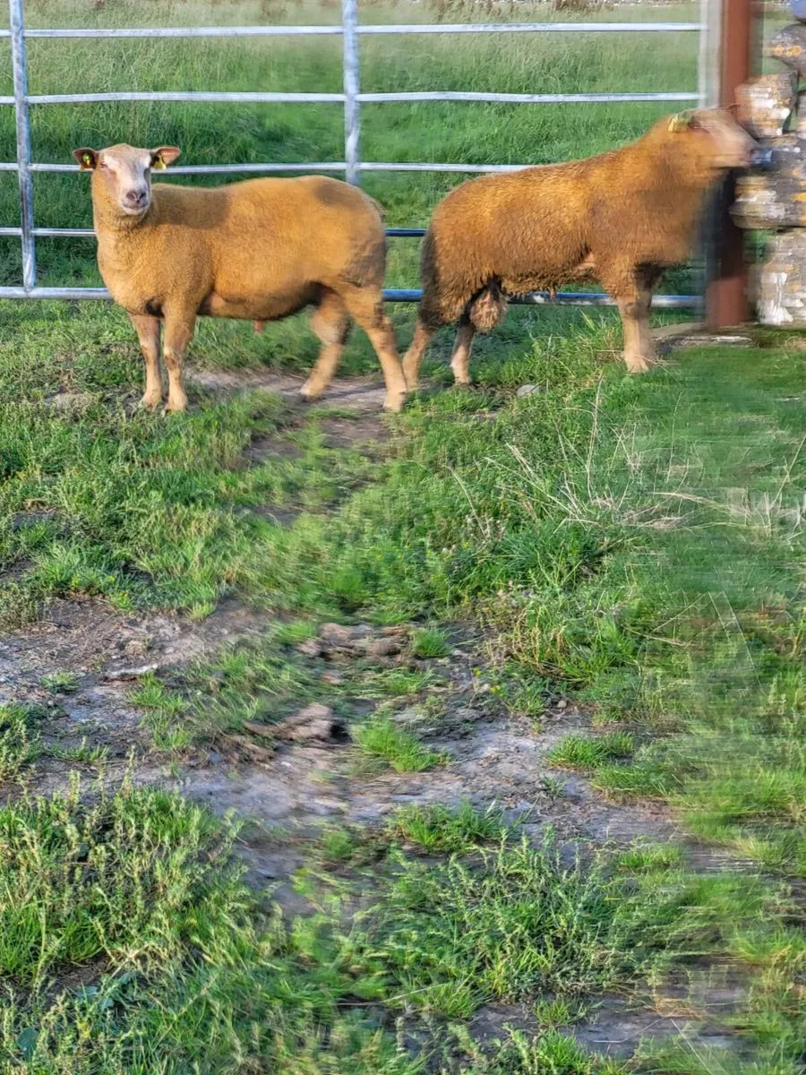 Pedigree Charolais Rams - Image 2