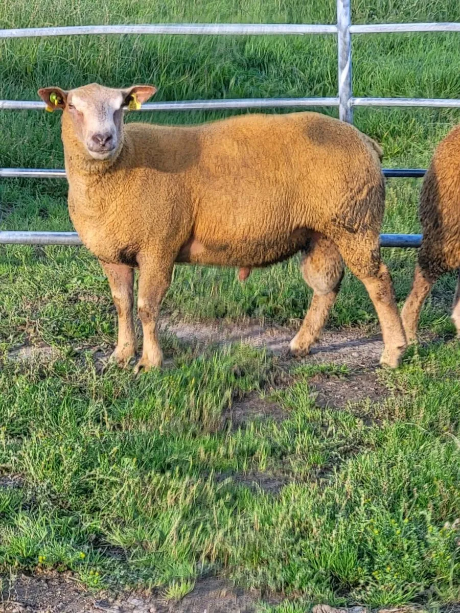 Pedigree Charolais Rams - Image 1