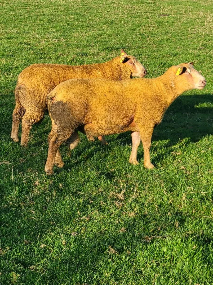 Pedigree Charolais Rams - Image 3