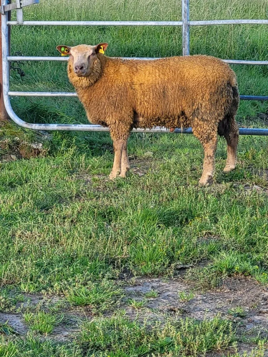 Pedigree Charolais Rams - Image 4