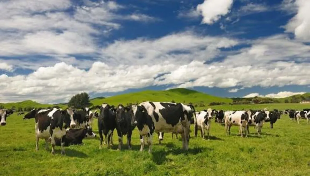 Relief Milker - East Cork