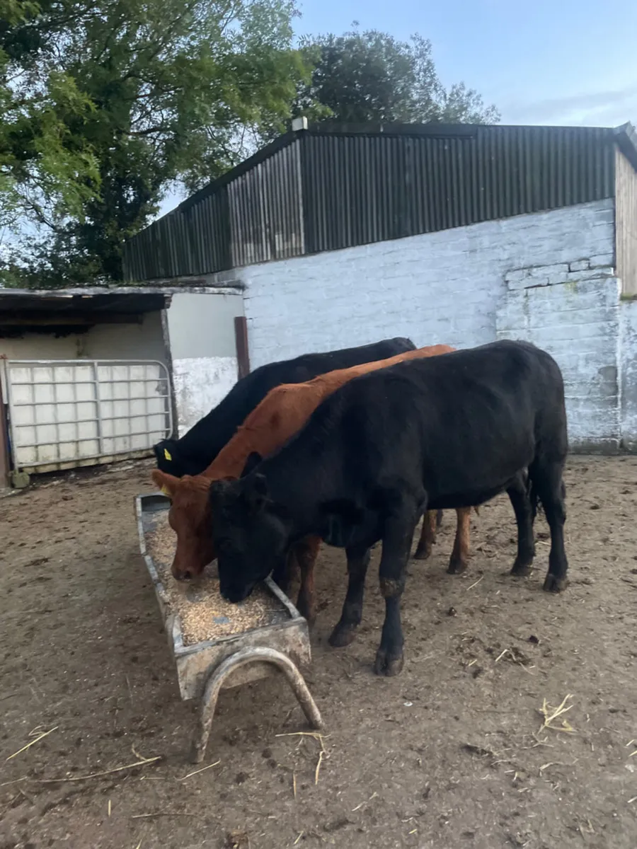 5 star heifers - Image 1