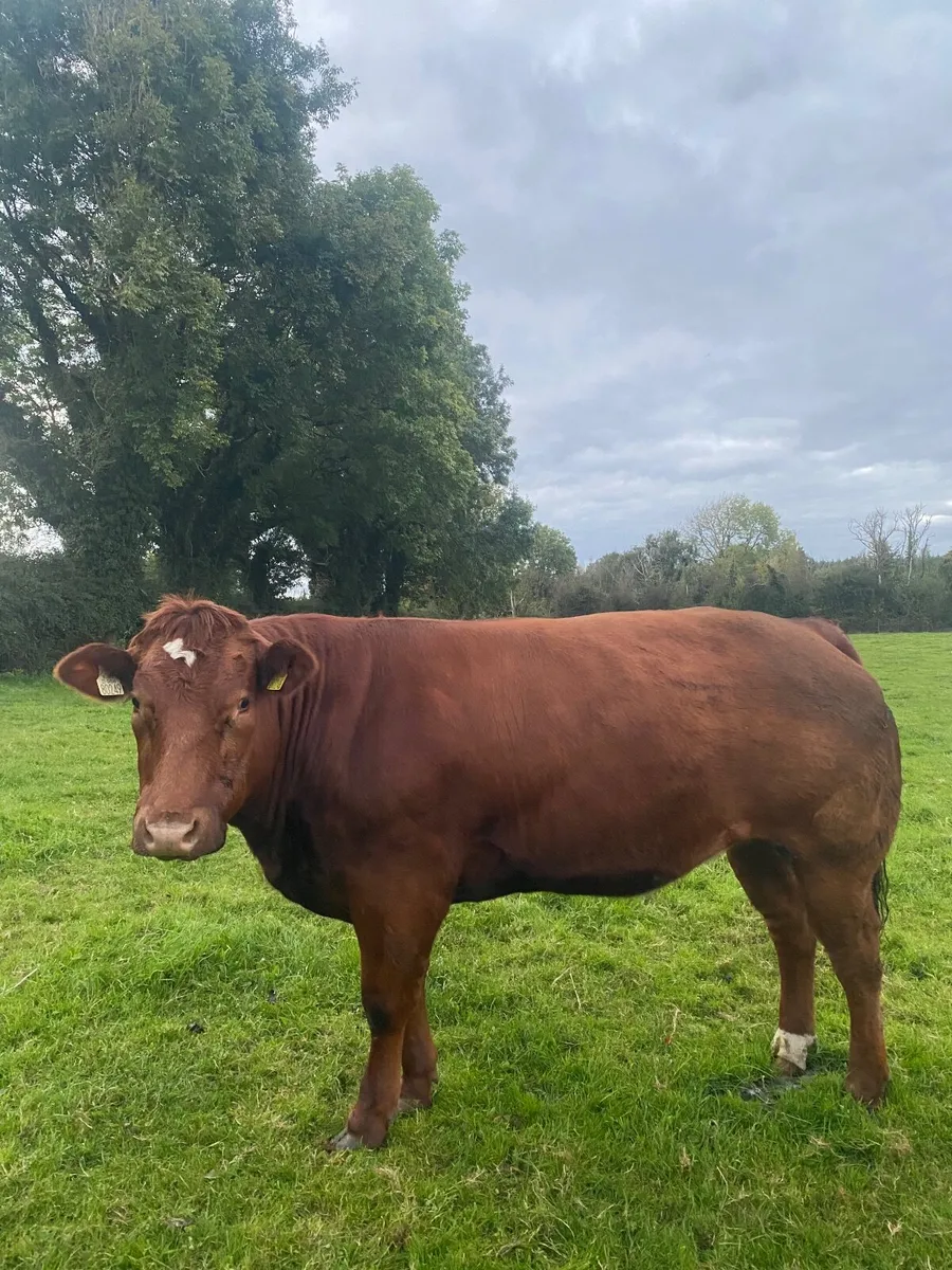 Quality Breeding Heifer - Image 3