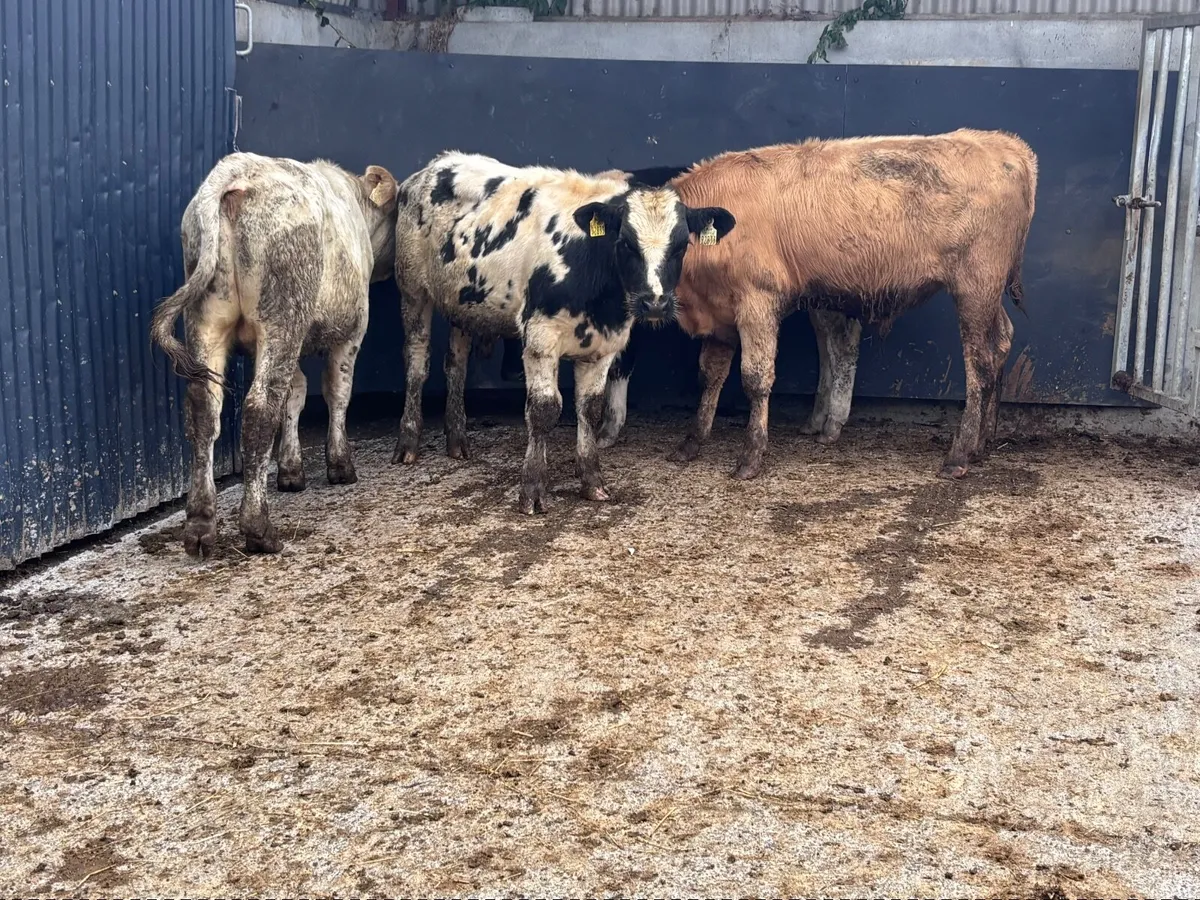 4 top quality continental bull Weanlings for sale - Image 2