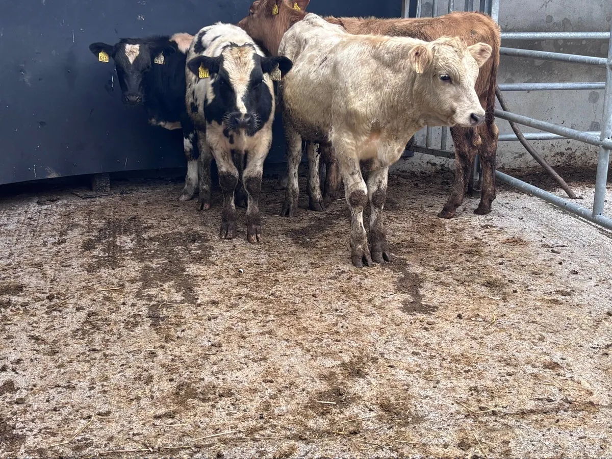 4 top quality continental bull Weanlings for sale - Image 1