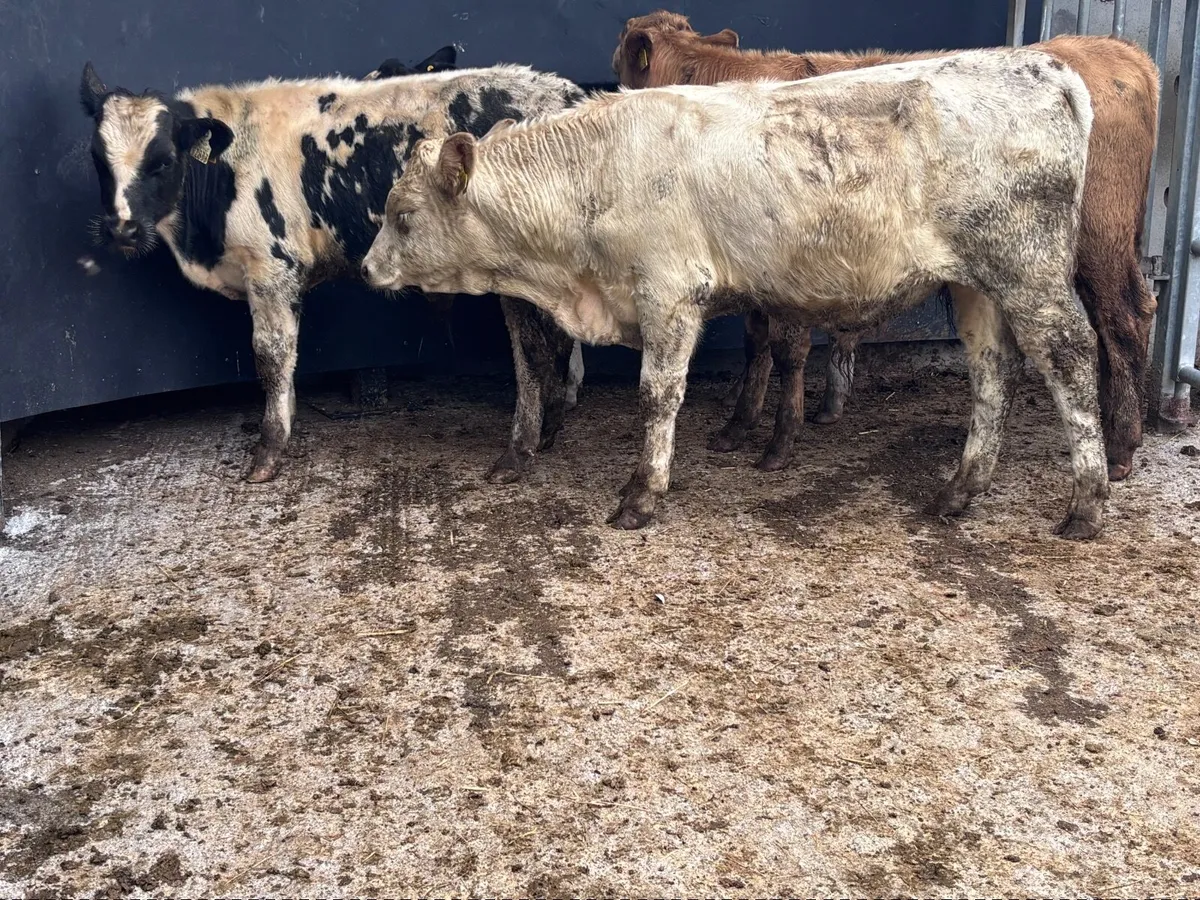 4 top quality continental bull Weanlings for sale - Image 4
