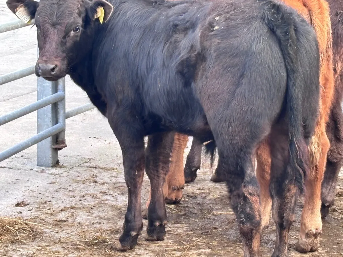 5 top quality suckler bred Limision Weanlings - Image 1
