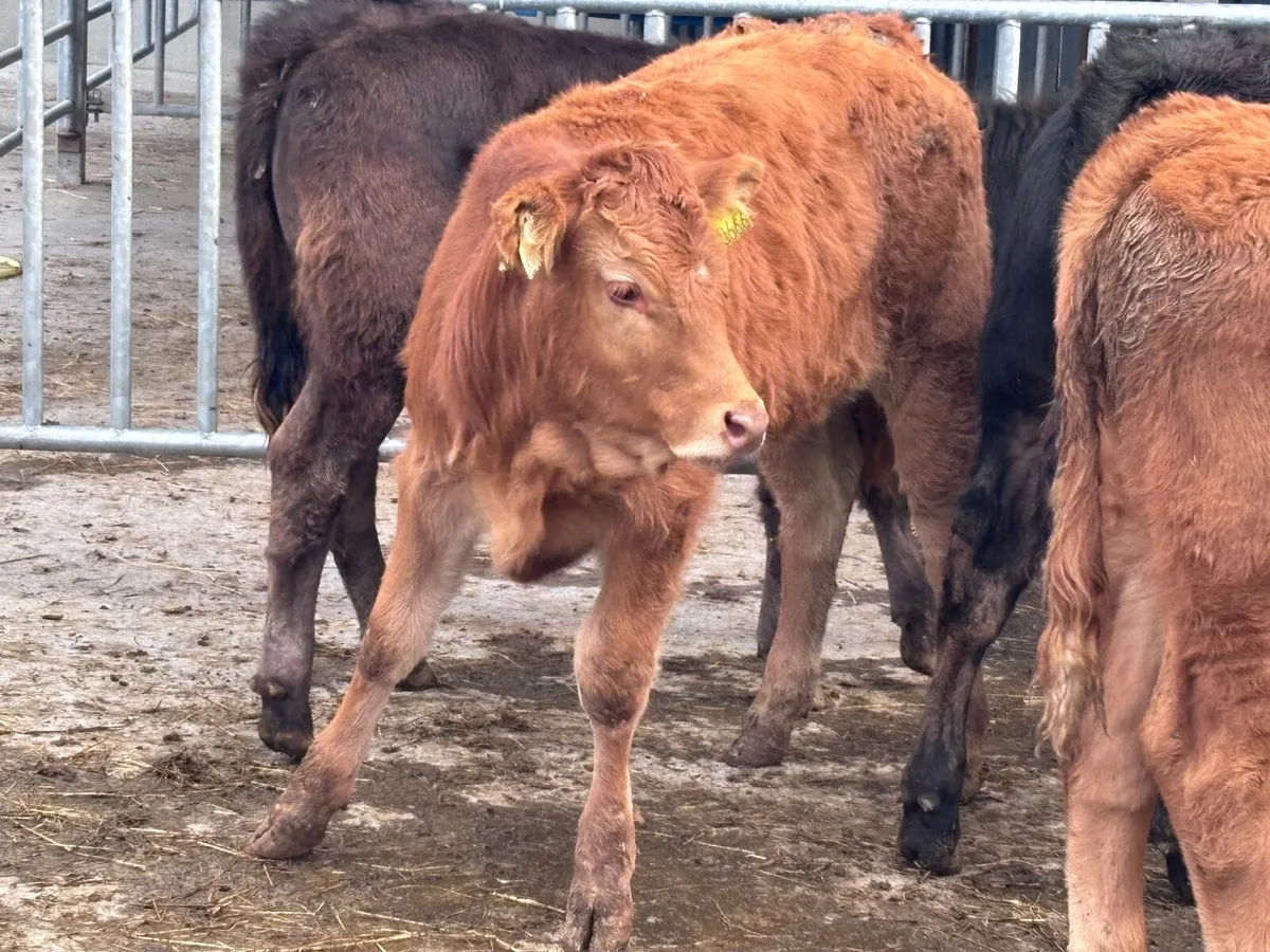 5 top quality suckler bred Limision Weanlings - Image 2