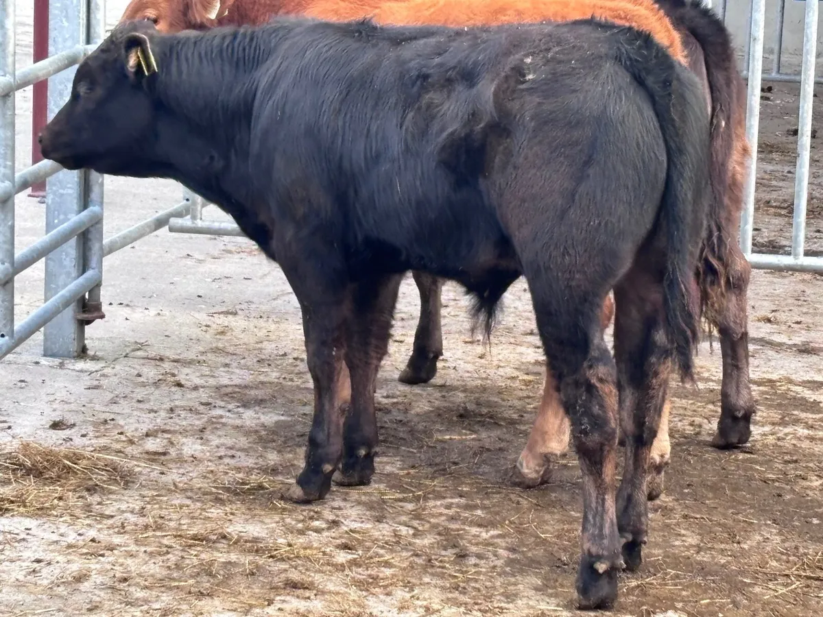 5 top quality suckler bred Limision Weanlings - Image 3