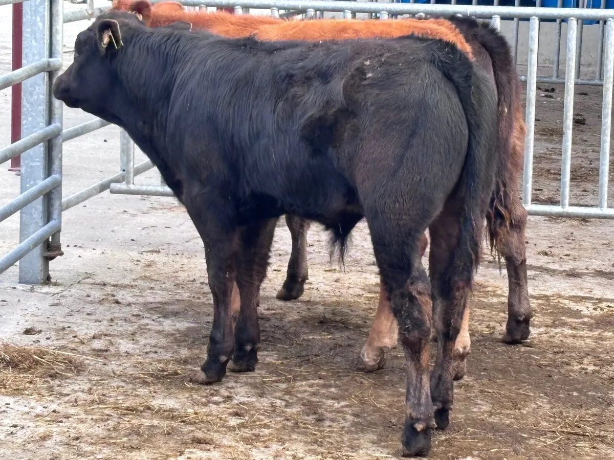 5 top quality suckler bred Limision Weanlings - Image 4
