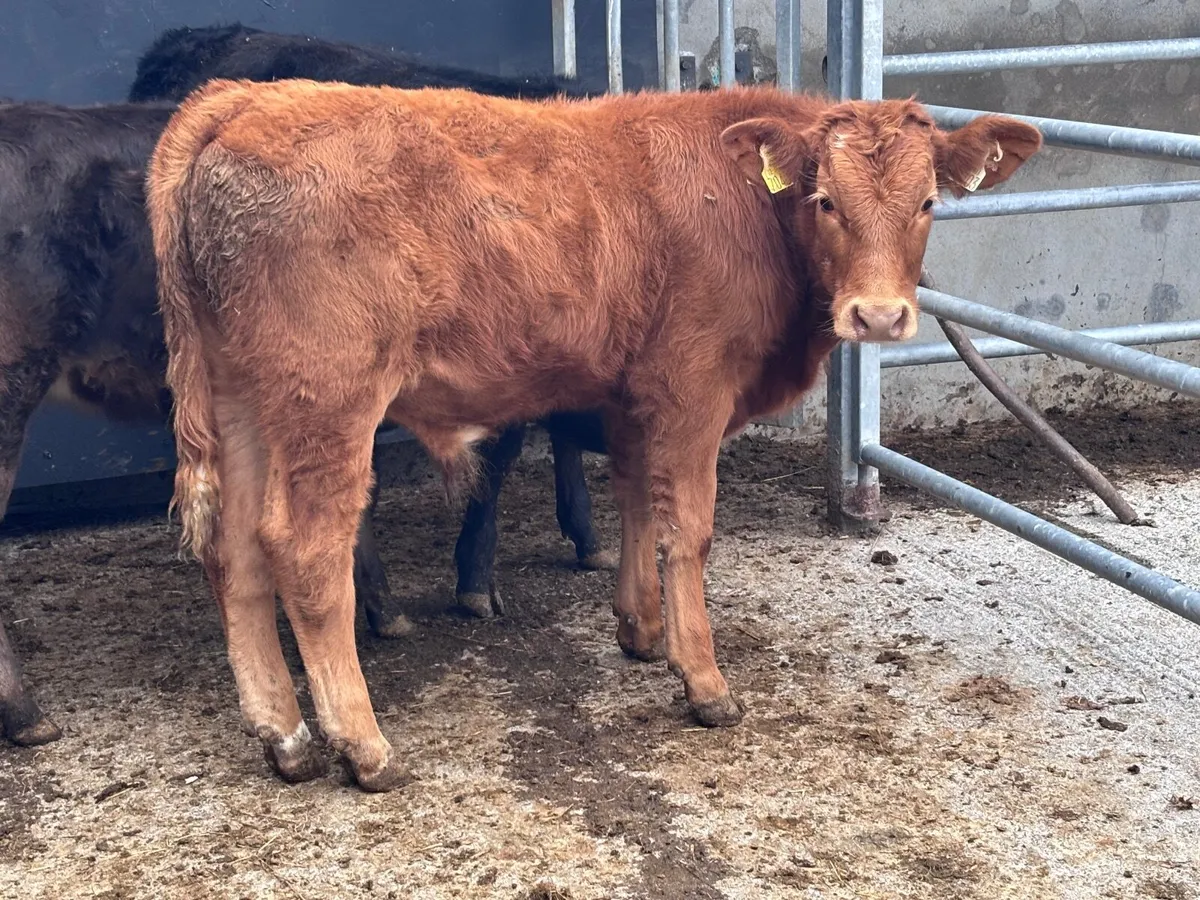 7 top quality suckler bred Limision Weanlings - Image 4