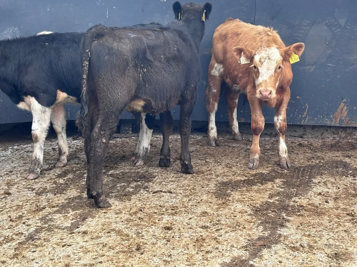 3 bucket feed bull Weanlings for sale - Image 1