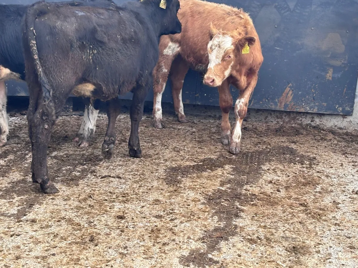 3 bucket feed bull Weanlings for sale - Image 2