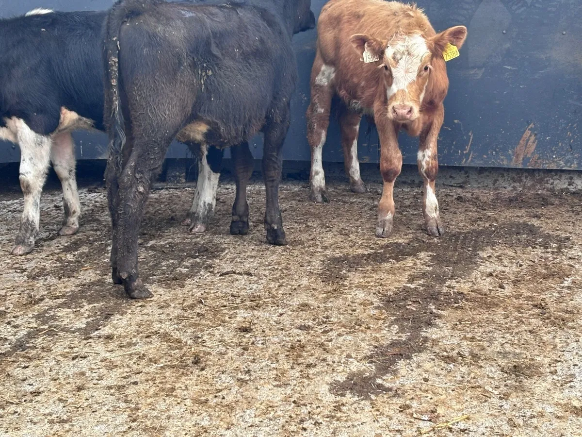3 bucket feed bull Weanlings for sale - Image 3