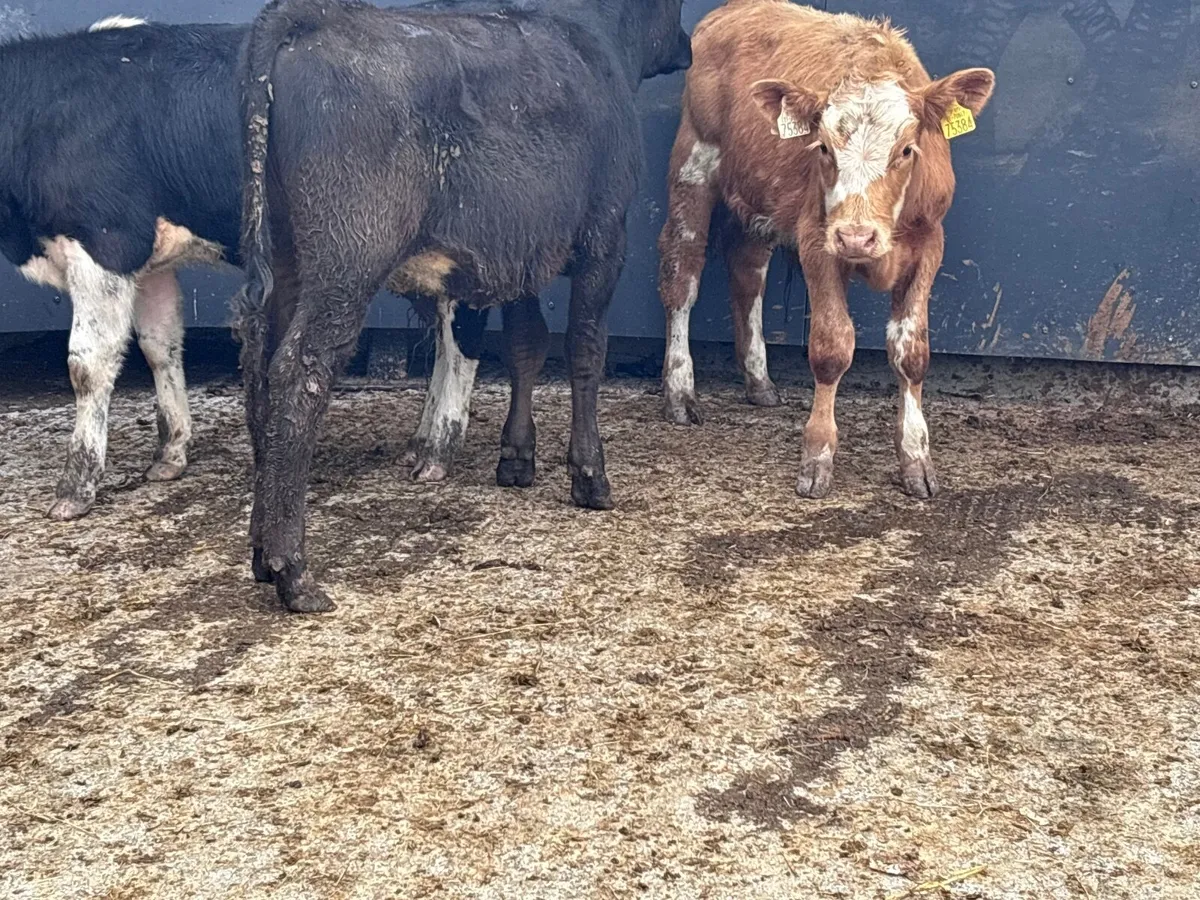 3 bucket feed bull Weanlings for sale - Image 4