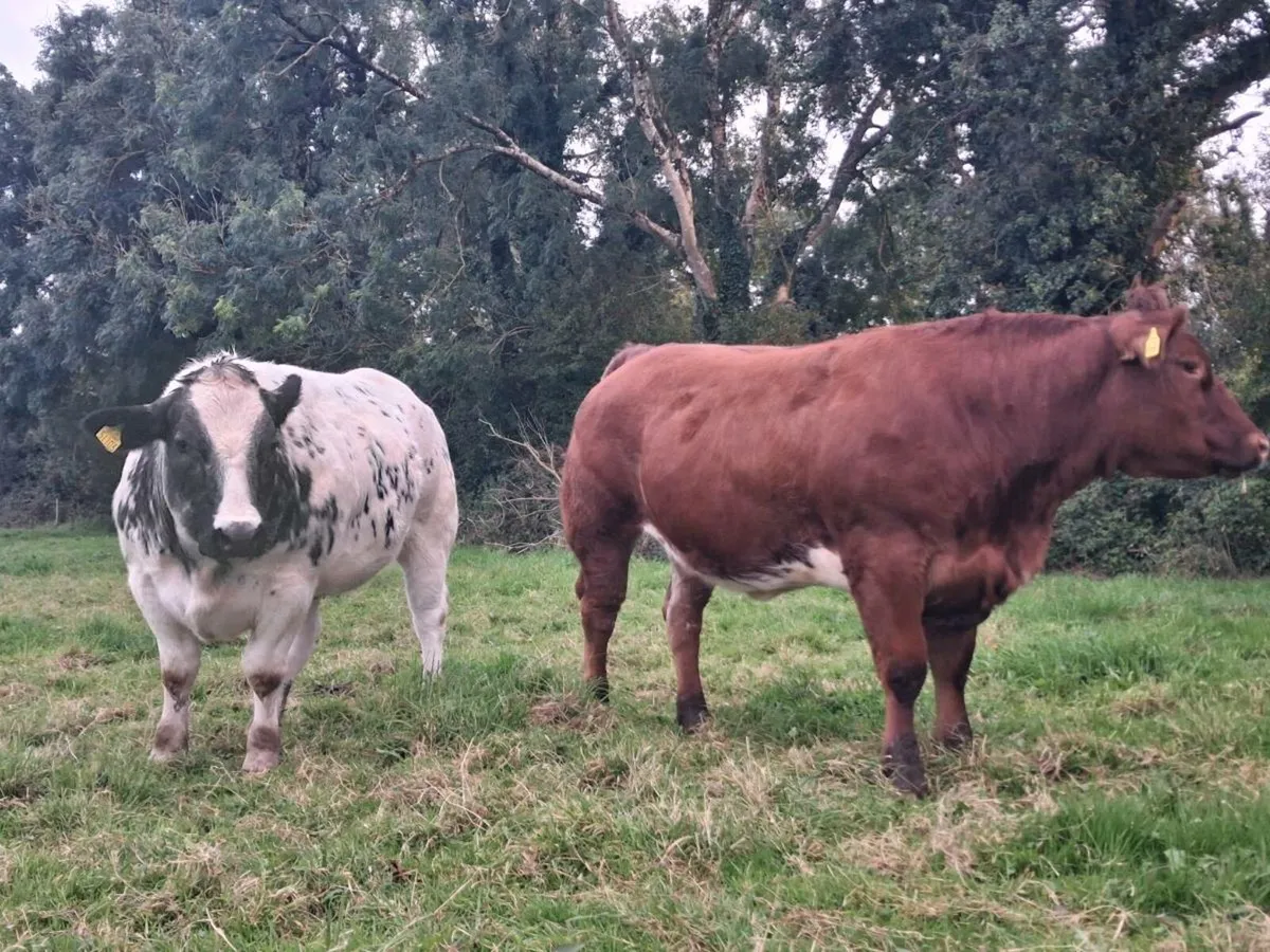 Breeding heifers roscommon  mart - Image 2