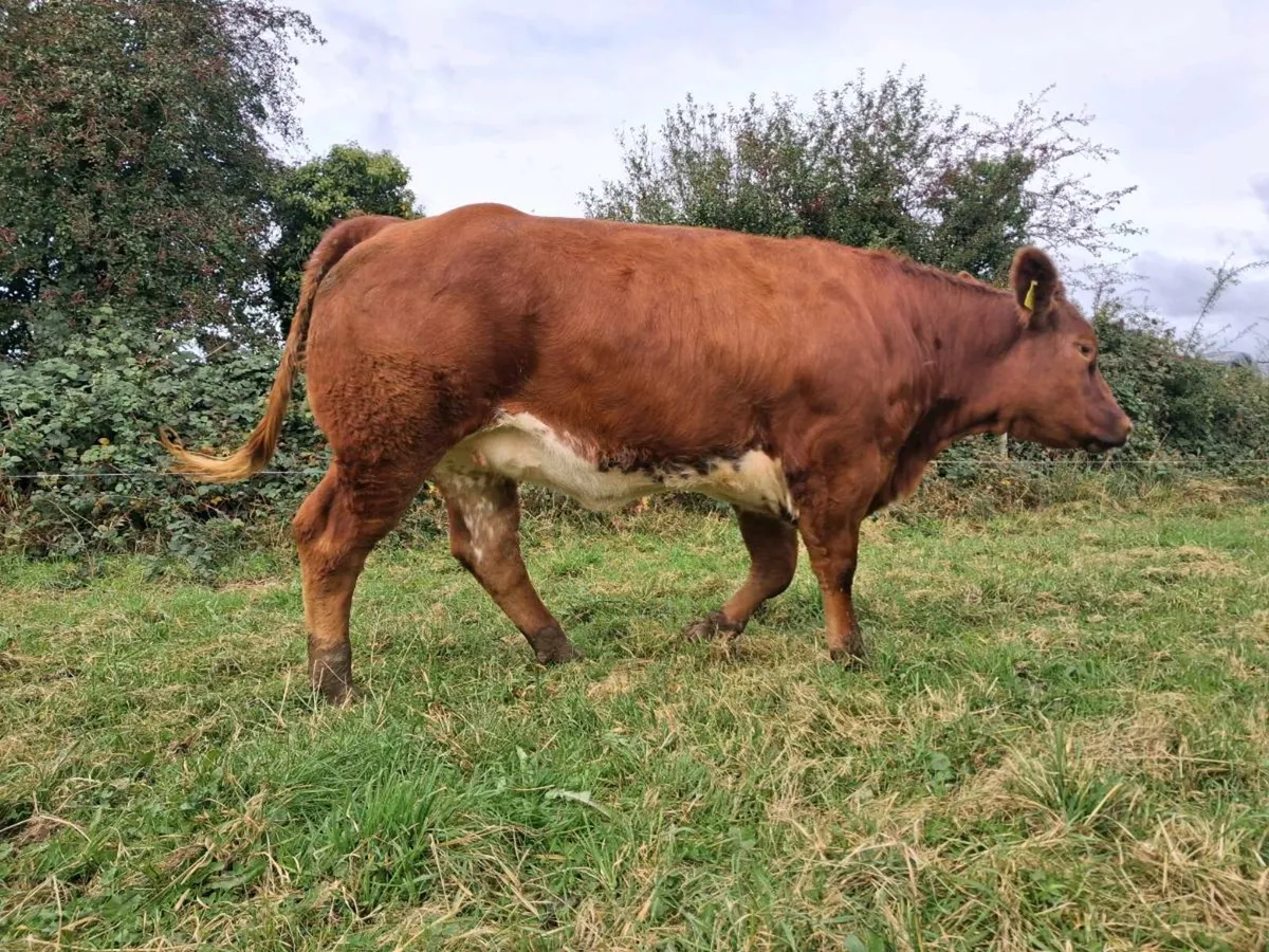 Breeding heifers roscommon  mart - Image 3
