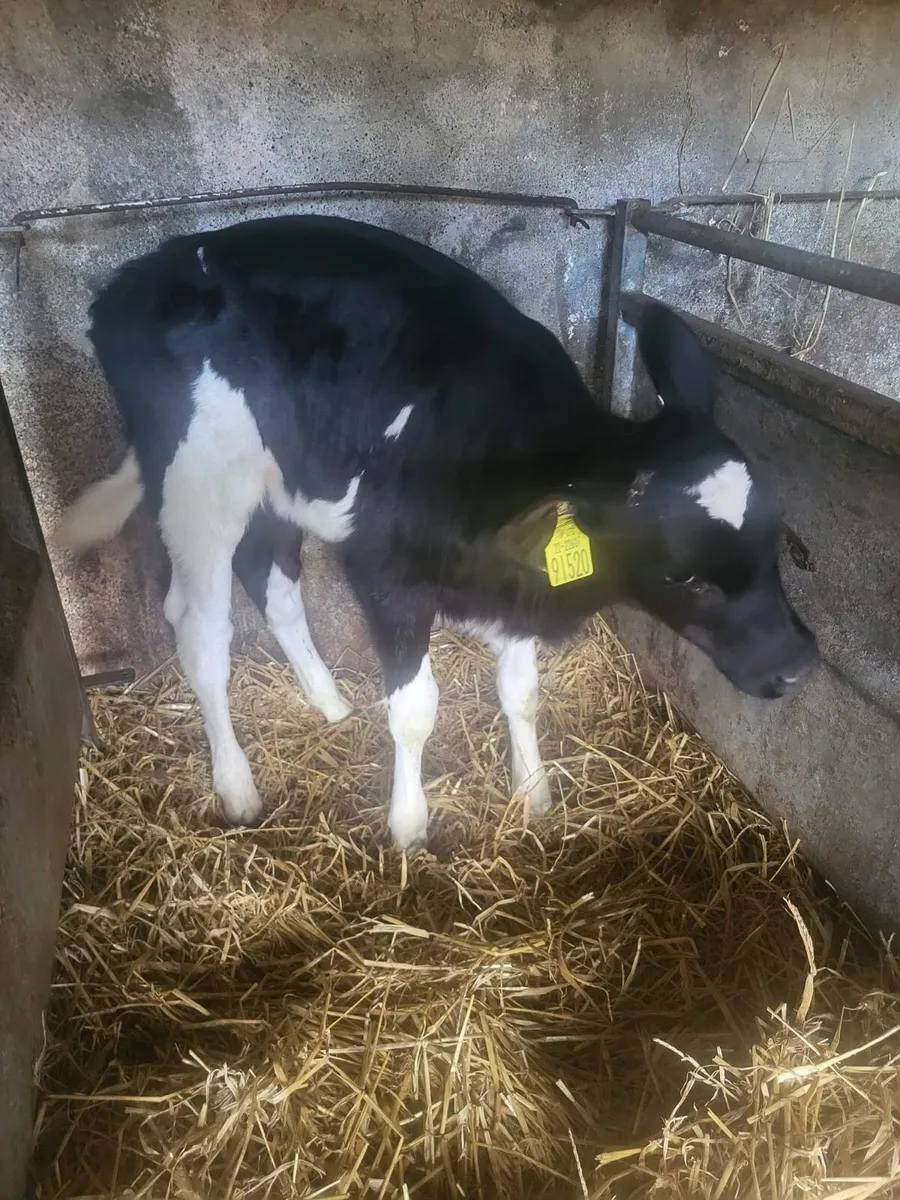 5 week old heifer friesian calf Bailieborough - Image 1