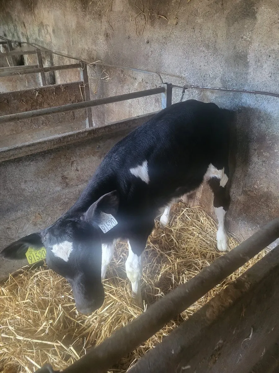 5 week old heifer friesian calf Bailieborough - Image 2
