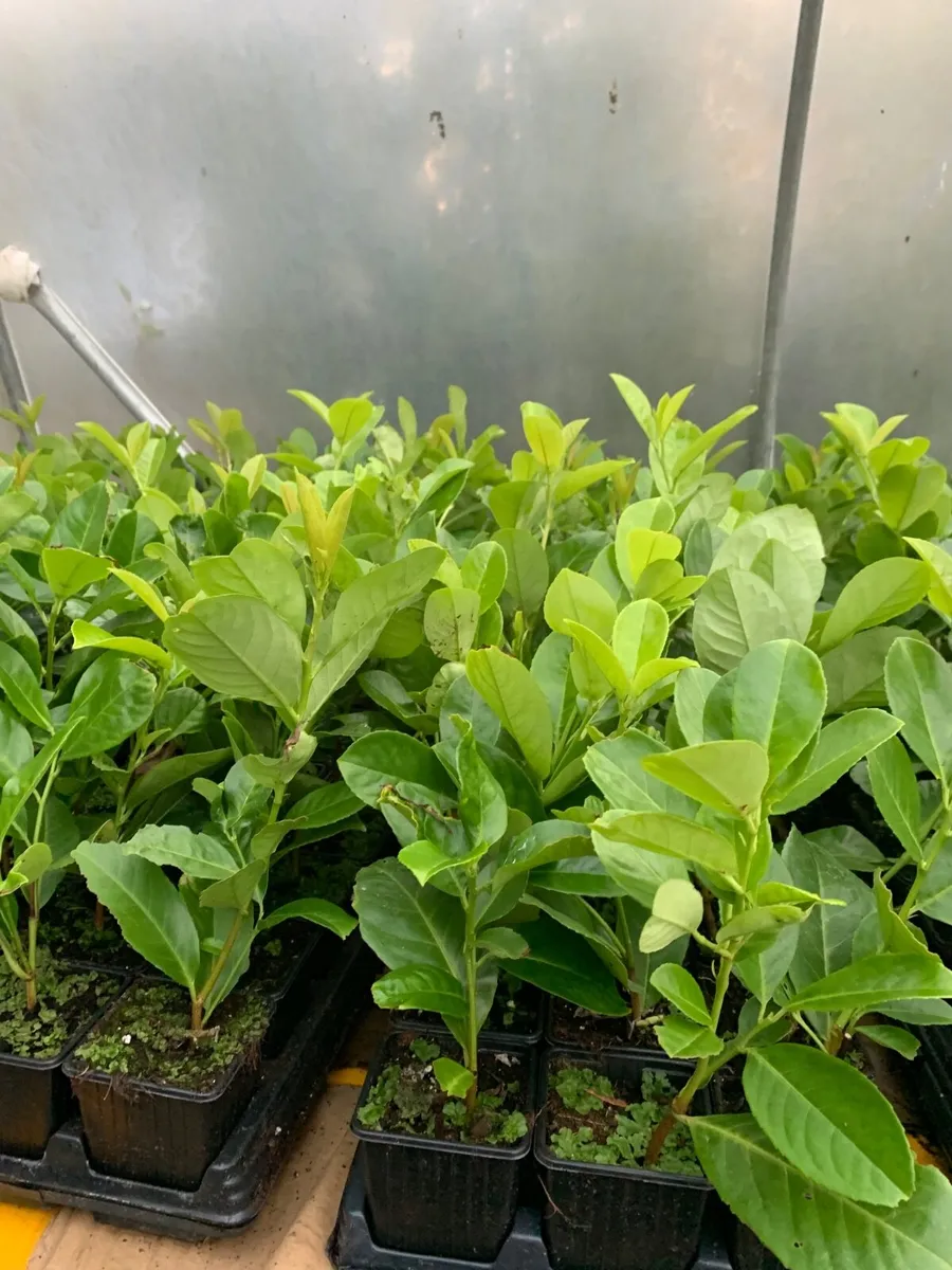 Hedging - Image 1