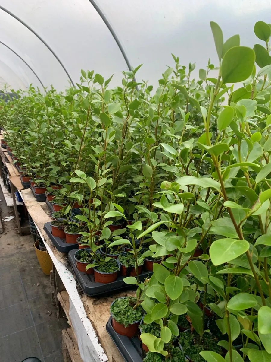 Hedging - Image 3
