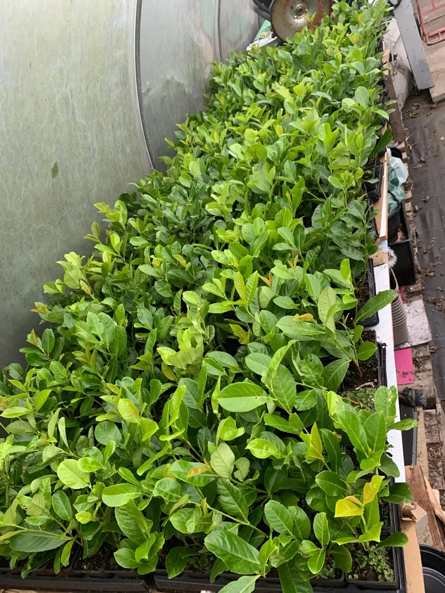 Hedging - Image 4