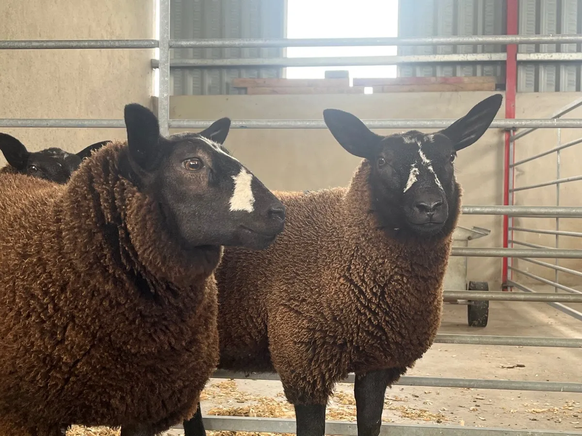Texel X Zwartble Ewe lambs - Image 1