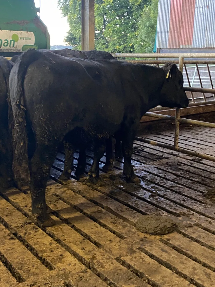 Warm angus bullocks for sale - Image 1